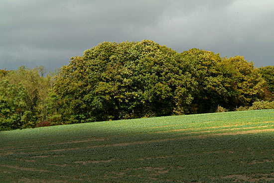 DSCF9455x.jpg