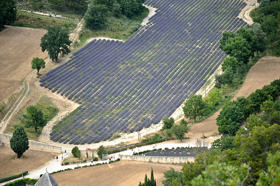 a parkban levendula ültetvény